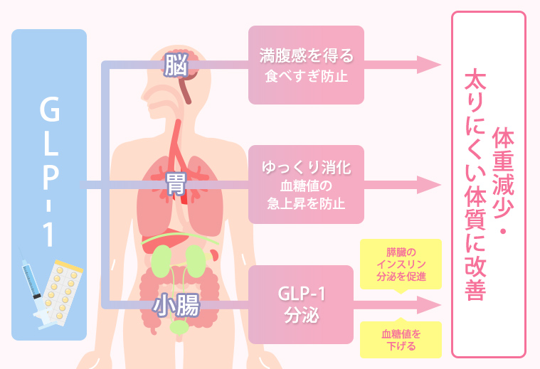GLP-1ダイエットの薬で痩せる仕組み